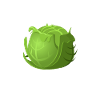 Cabbage