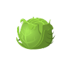 Cabbage