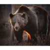 brown bear