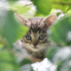 Shy but curious kitten