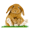 Bunny!