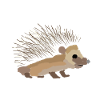Hedgehog painted