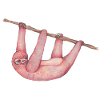 Pink sloth