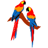 Parrots