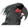 Palm cockatoo