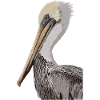 Brown pelican