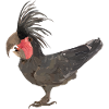 The palm cockatoo