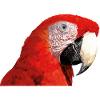 Red macaw
