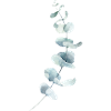 eucalyptus