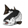 Sea trout fishing - MeFo