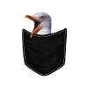 Meer und Möwe