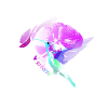 Colibri