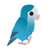Inséparable bleu mignon