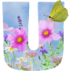fruehlingsblumen schmetterling u