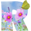 spring flowers butterfly r