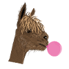 Alpaca with chewing gum
