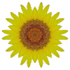 Sonnenblume
