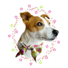 little jack russell dog
