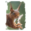 squirrel