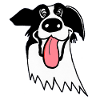 Cute Border Collie