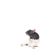 Rat - Maman Rat