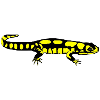 Salamander