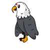 eagle raptor sweet image