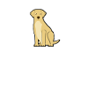 Labrador dog