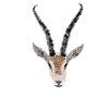 gazelle