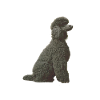 Black Poodle