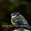 Titmouse Bird Animals Funny Saying