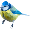 Titmouse