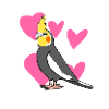 Nymph Parakeet