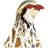 Perdrille