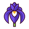 Bearded iris