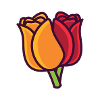 tulip