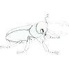 Insecte