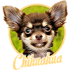 Cucciolo di Chihuahua