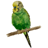 Budgerigar