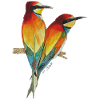 Bee-eaters Birds Bird of paradise