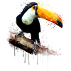 Toucan bird