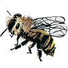 Stylized honey bee illustration