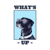 Cool dog