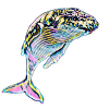 whale