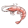 Shrimp