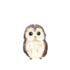 Baby owl