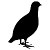 Partridge