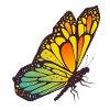 butterfly