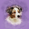 Australian Shepherd - Aussie Puppy
