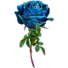 Blue rose